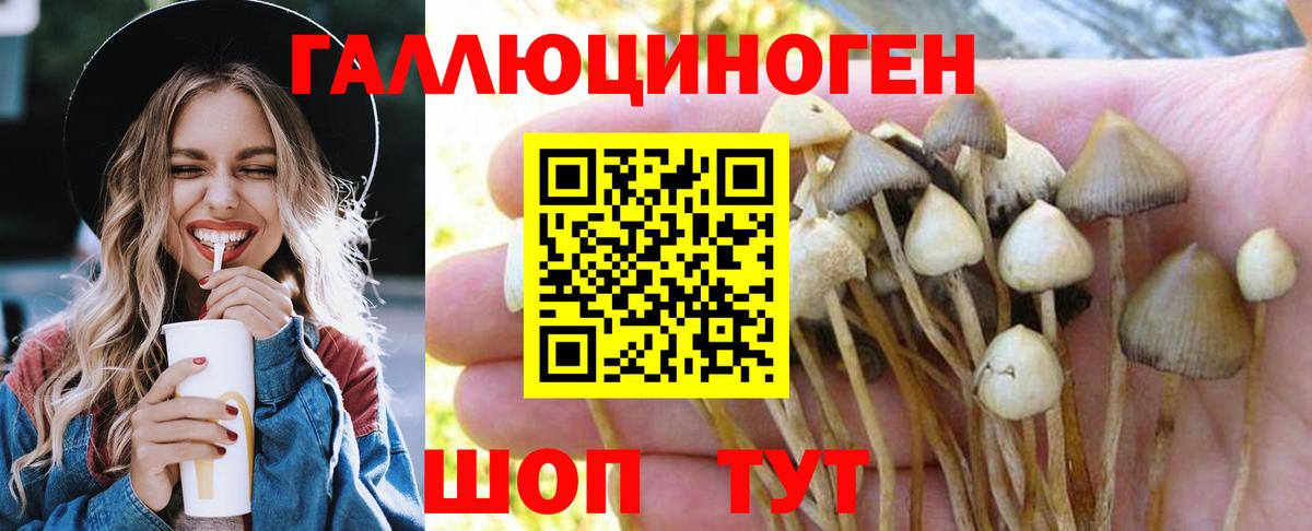 Аша  Псилоцибиновые грибы Psilocybine cubensis  Вход с VPN  Псилоцибиновые грибы GOLDEN TEACHER 